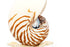 striped nautilus shell